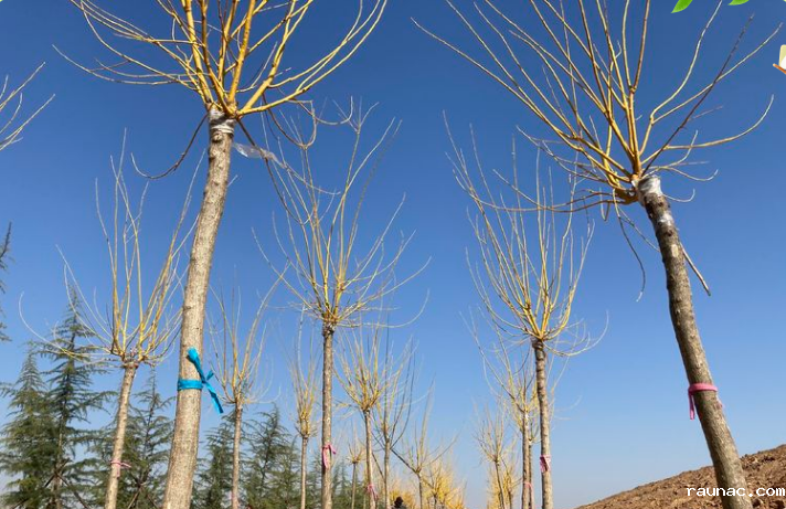 1613786659700959.png image.png